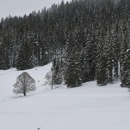 Black Forest * Feldberg (Baden-Wurttemberg)
