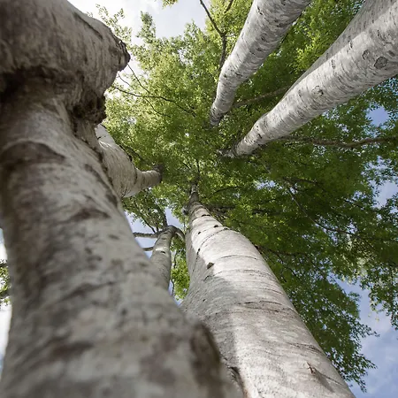 Black Forest Feldberg (Baden-Wurttemberg)