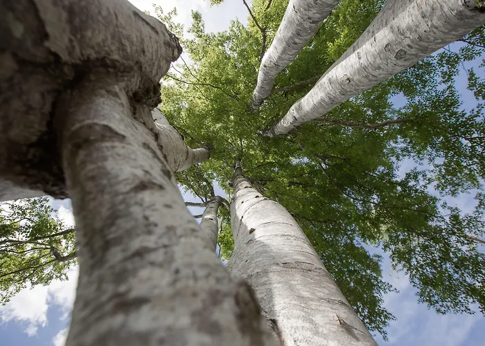 Black Forest Feldberg (Baden-Wurttemberg)